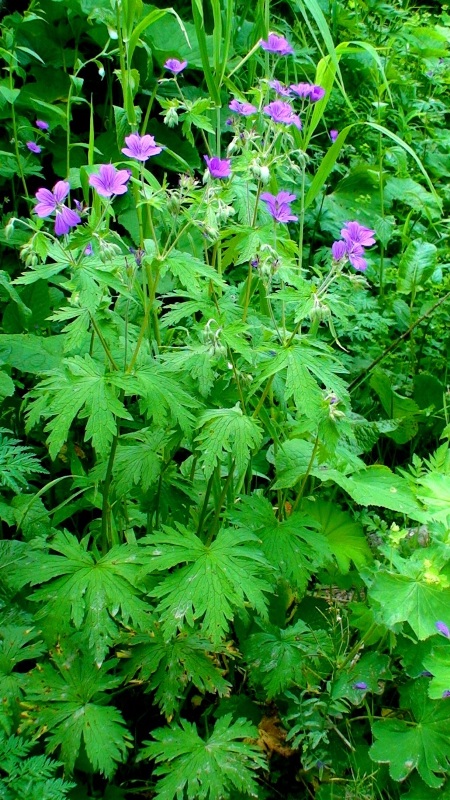 Image of Geranium sylvaticum specimen.