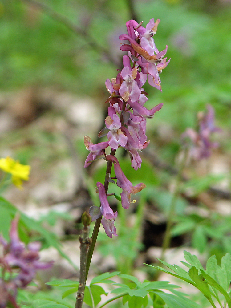 Image of Corydalis cava specimen.