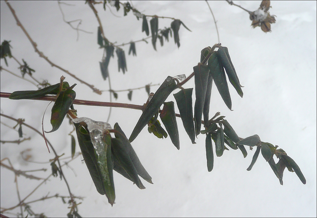 Image of Lonicera japonica specimen.