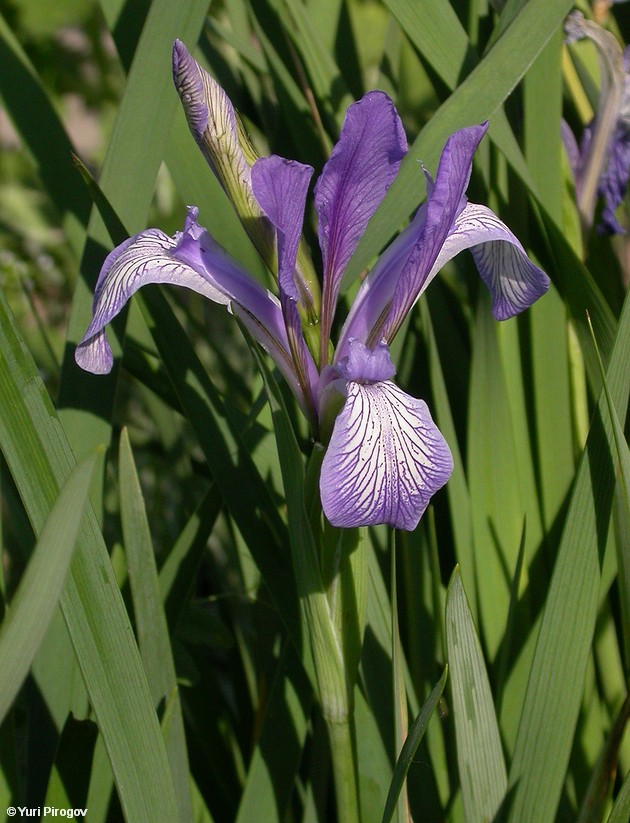 Image of genus Iris specimen.