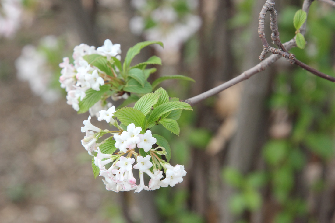 Image of Viburnum farreri specimen.