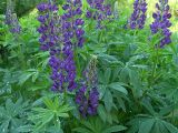 Lupinus × regalis