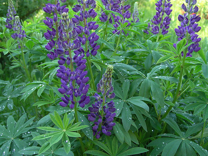 Image of Lupinus &times; regalis specimen.