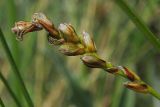 Carex digitata