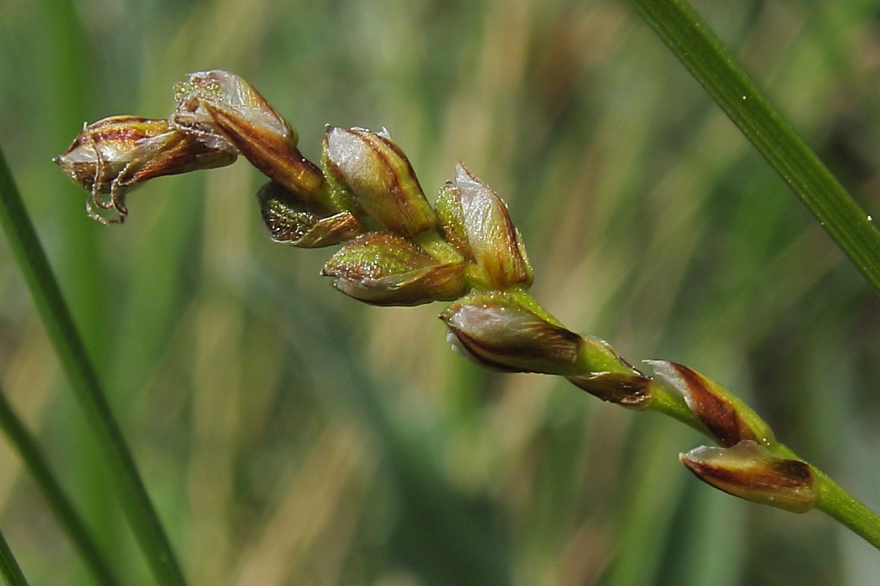 Image of Carex digitata specimen.