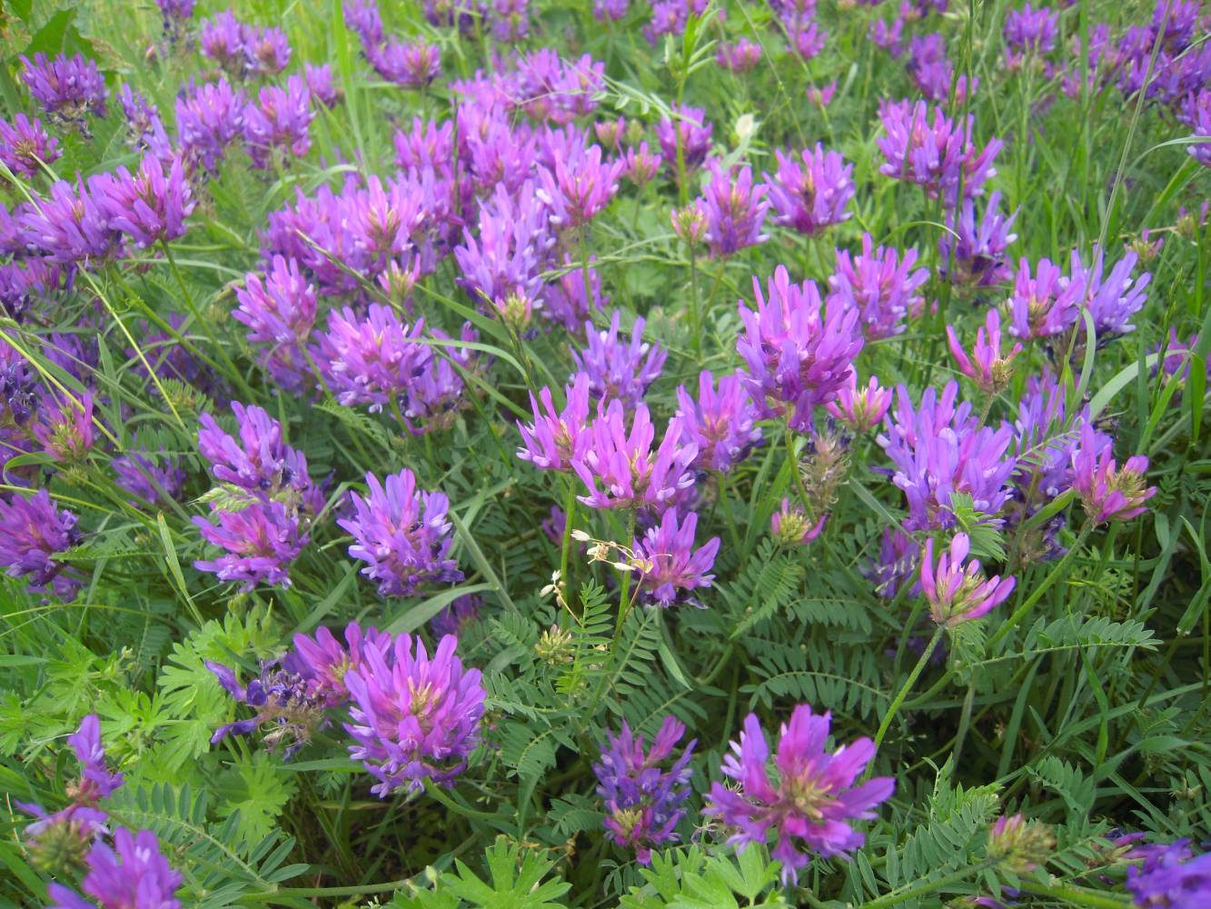 Изображение особи Astragalus onobrychis.