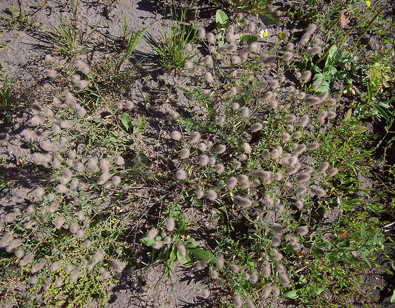 Image of Trifolium arvense specimen.