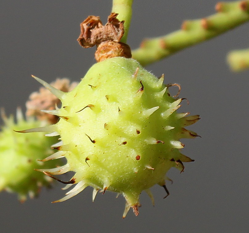 Image of Aesculus hippocastanum specimen.