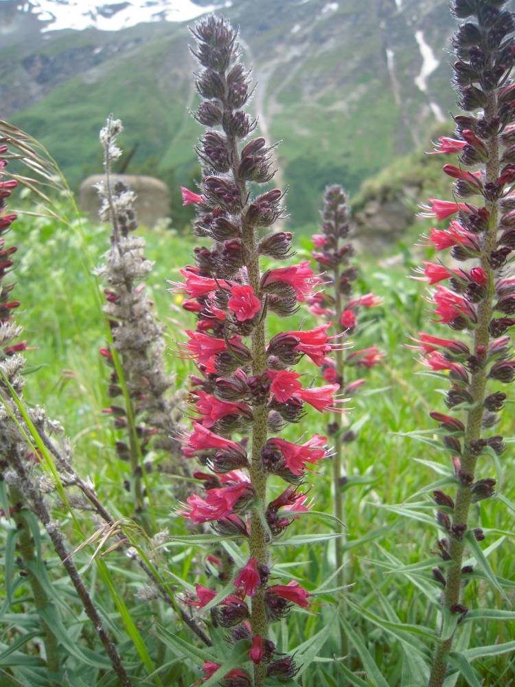 Изображение особи Echium russicum.