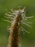Phyteuma spicatum. Соцветие. Украинские Карпаты, Межигорский район, вблизи водопада Шипот. 19 июня 2012 г.