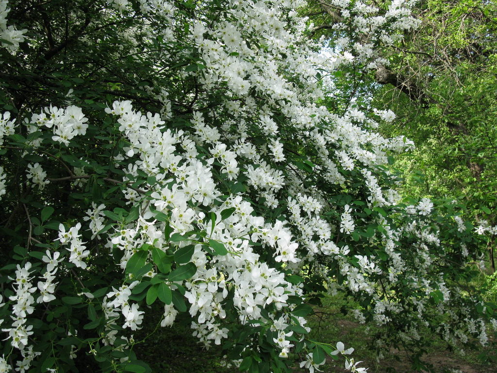 Image of Exochorda giraldii specimen.