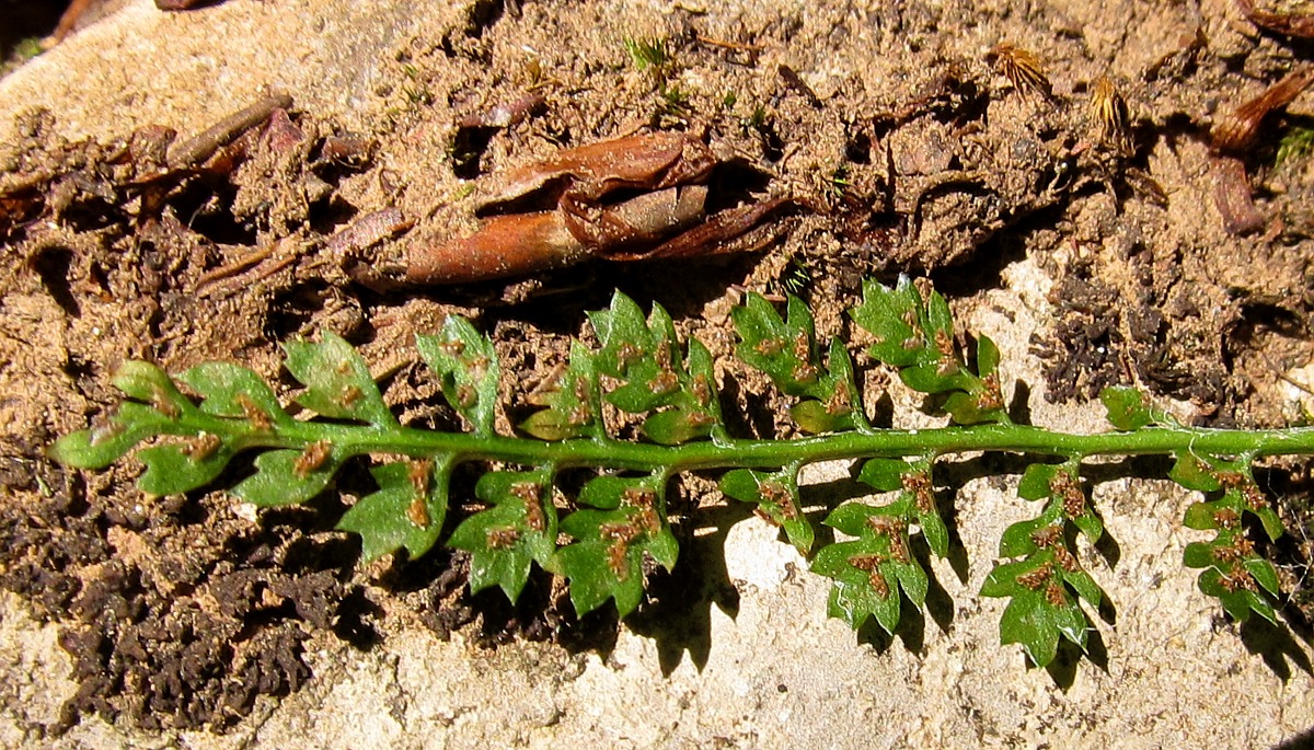 Image of Asplenium fontanum specimen.