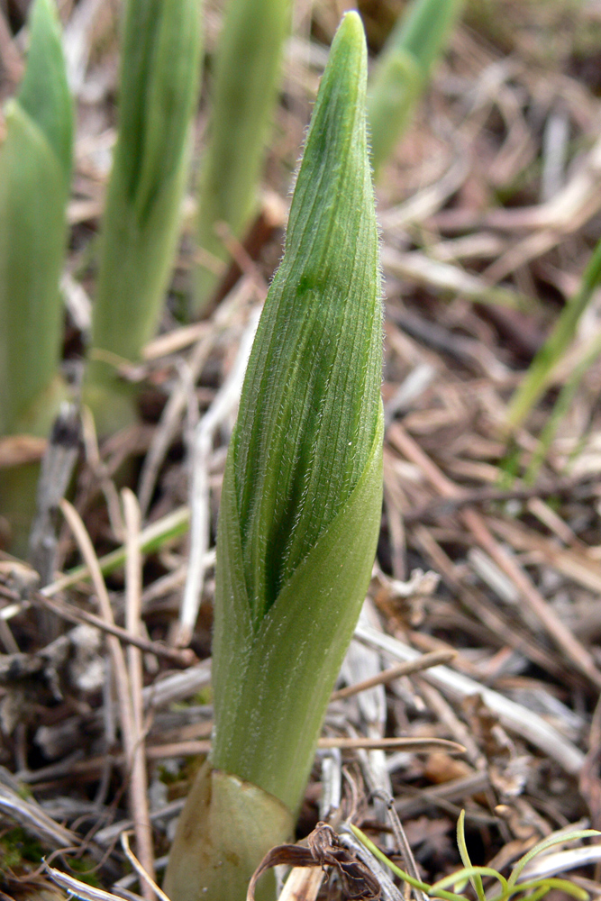 Image of Cypripedium calceolus specimen.