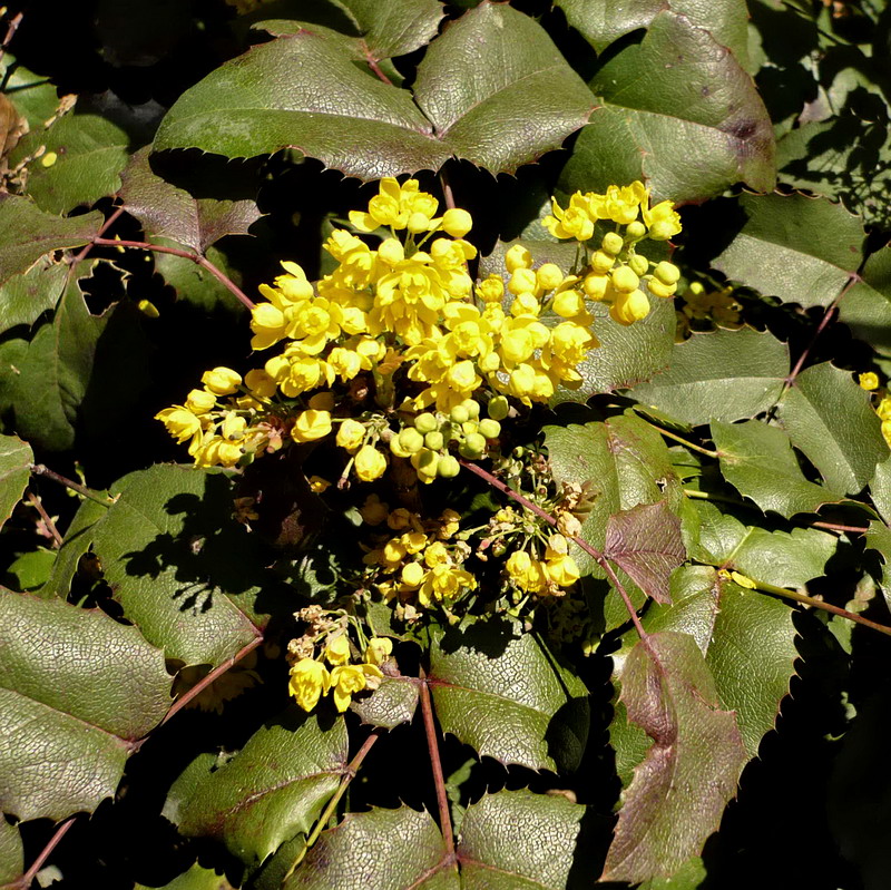 Изображение особи Mahonia aquifolium.