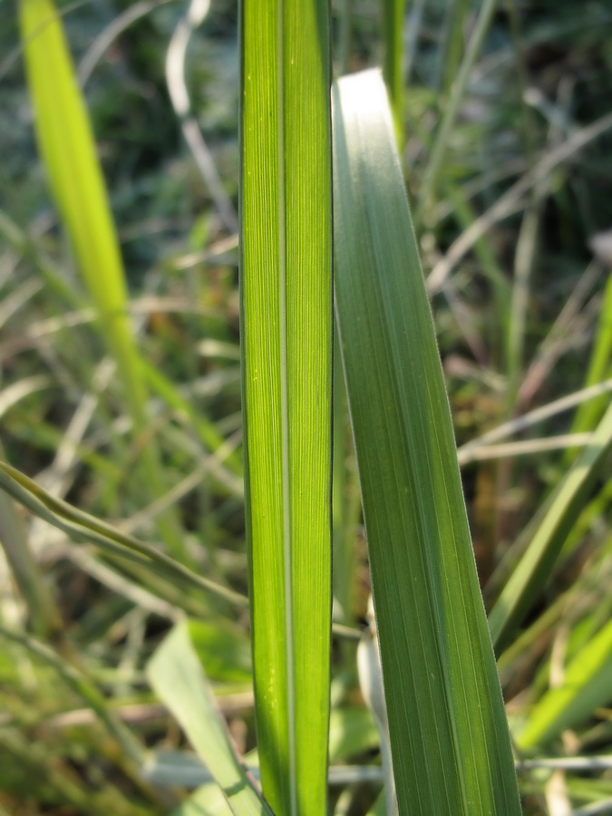 Изображение особи семейство Poaceae.