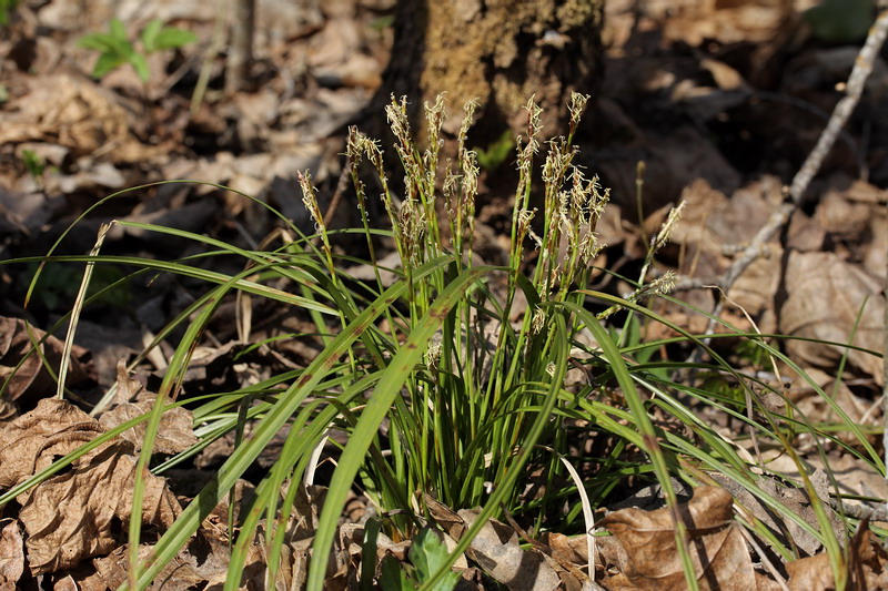 Image of Carex digitata specimen.