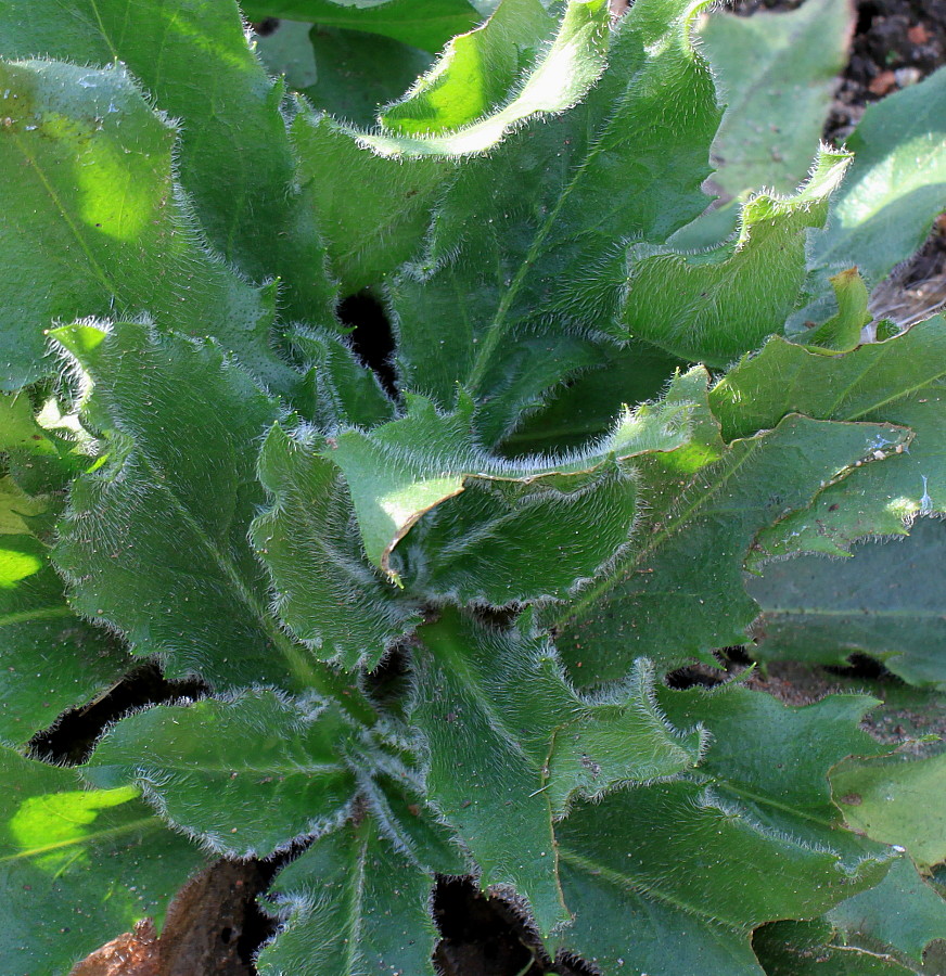 Image of genus Picris specimen.