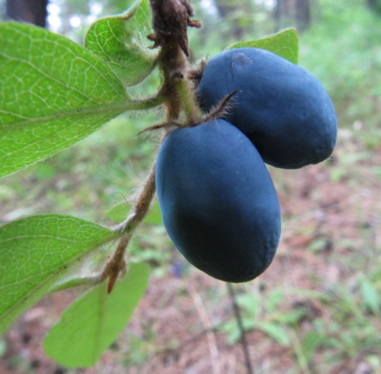 Image of Lonicera pallasii specimen.