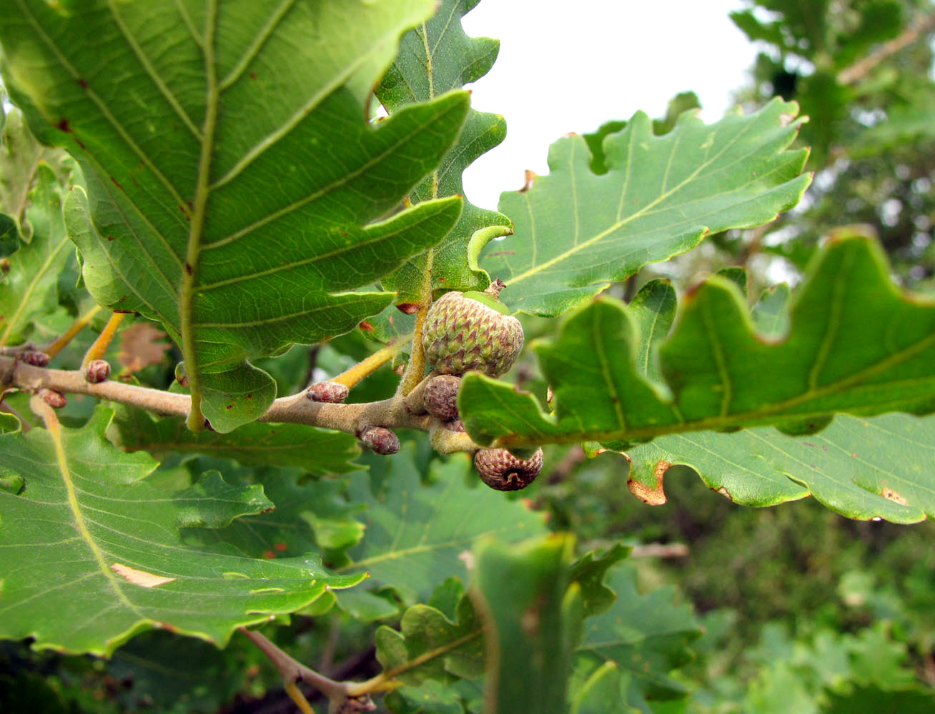 Изображение особи Quercus petraea.