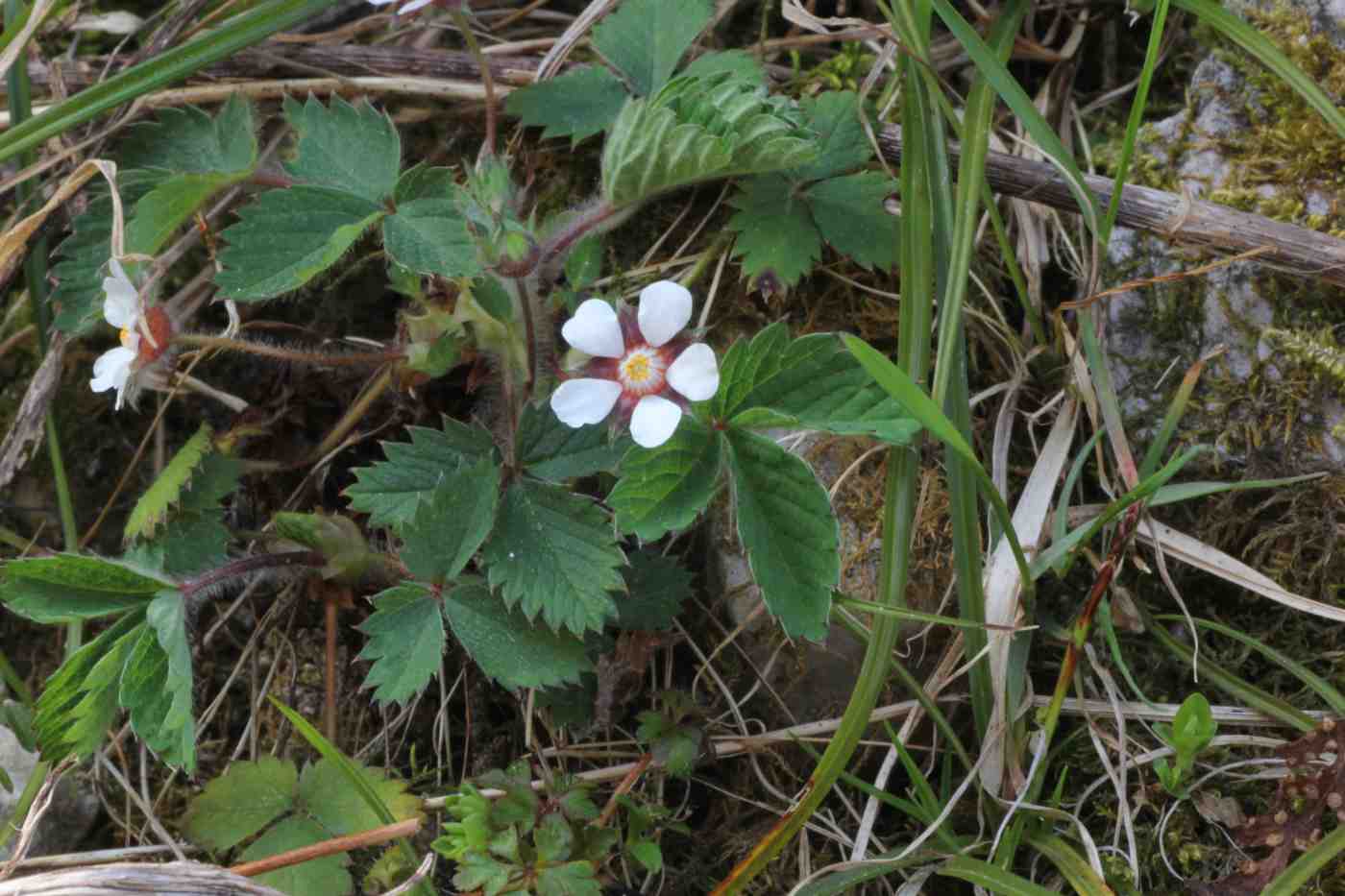 Image of Potentilla micrantha specimen.