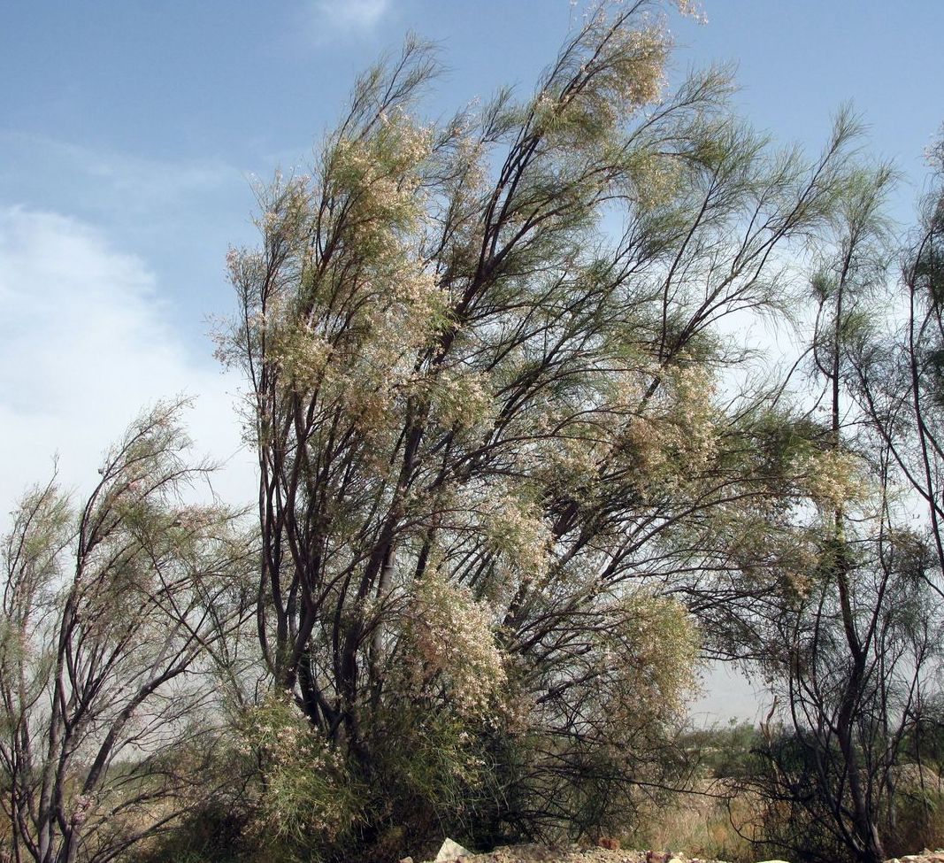 Image of Moringa peregrina specimen.