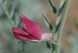 Oxytropis gebleriana. Цветок. Казахстан, хр. Шолак, северней вдхр. Капчагай. 26.04.2013.