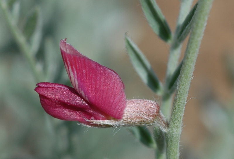 Image of Oxytropis gebleriana specimen.