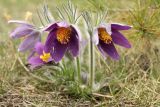 Pulsatilla vulgaris