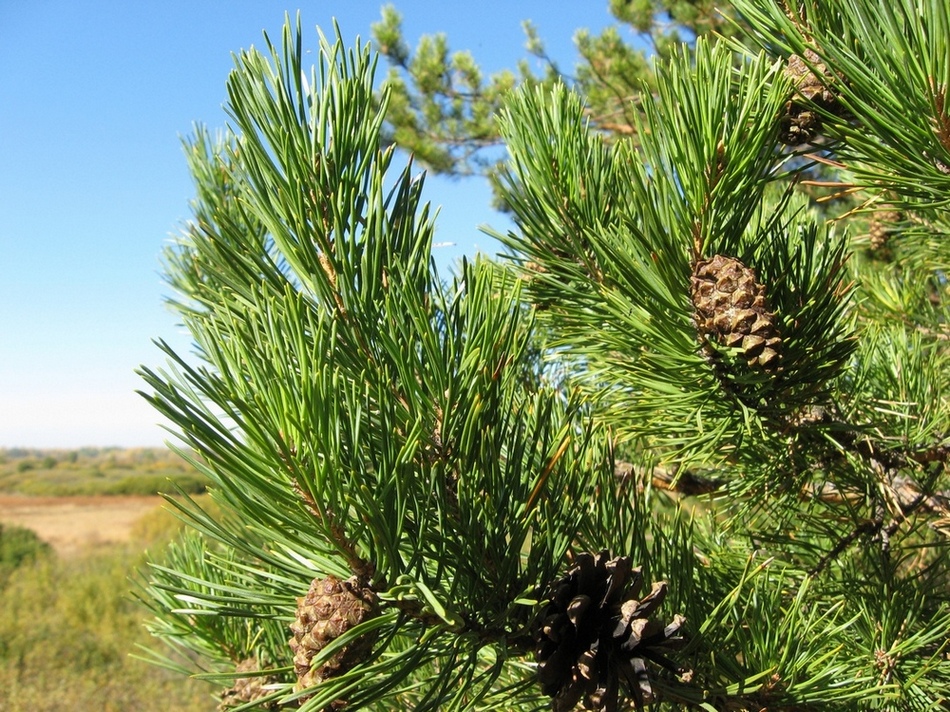 Image of Pinus sylvestris specimen.