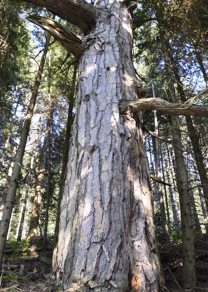 Image of Pinus pallasiana specimen.