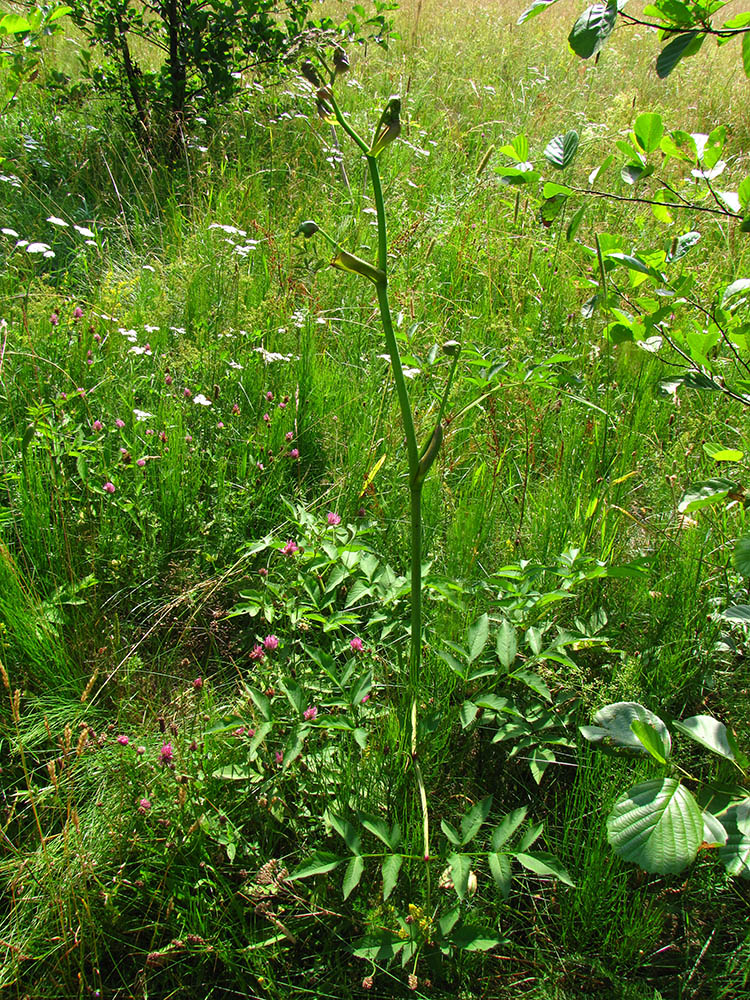Image of Angelica sylvestris specimen.
