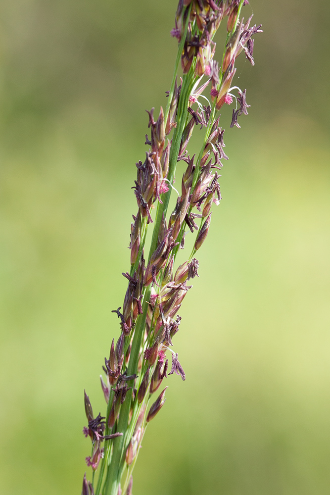 Image of Molinia caerulea specimen.