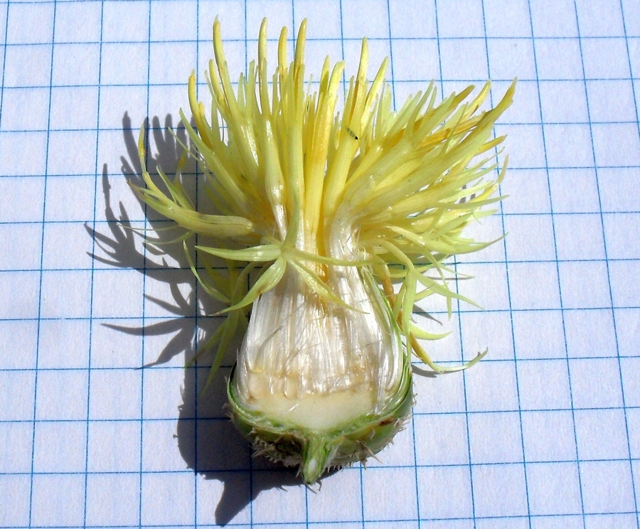 Image of Centaurea salonitana specimen.