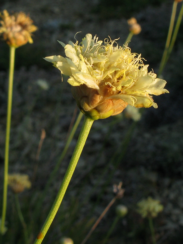 Image of Cephalaria coriacea specimen.