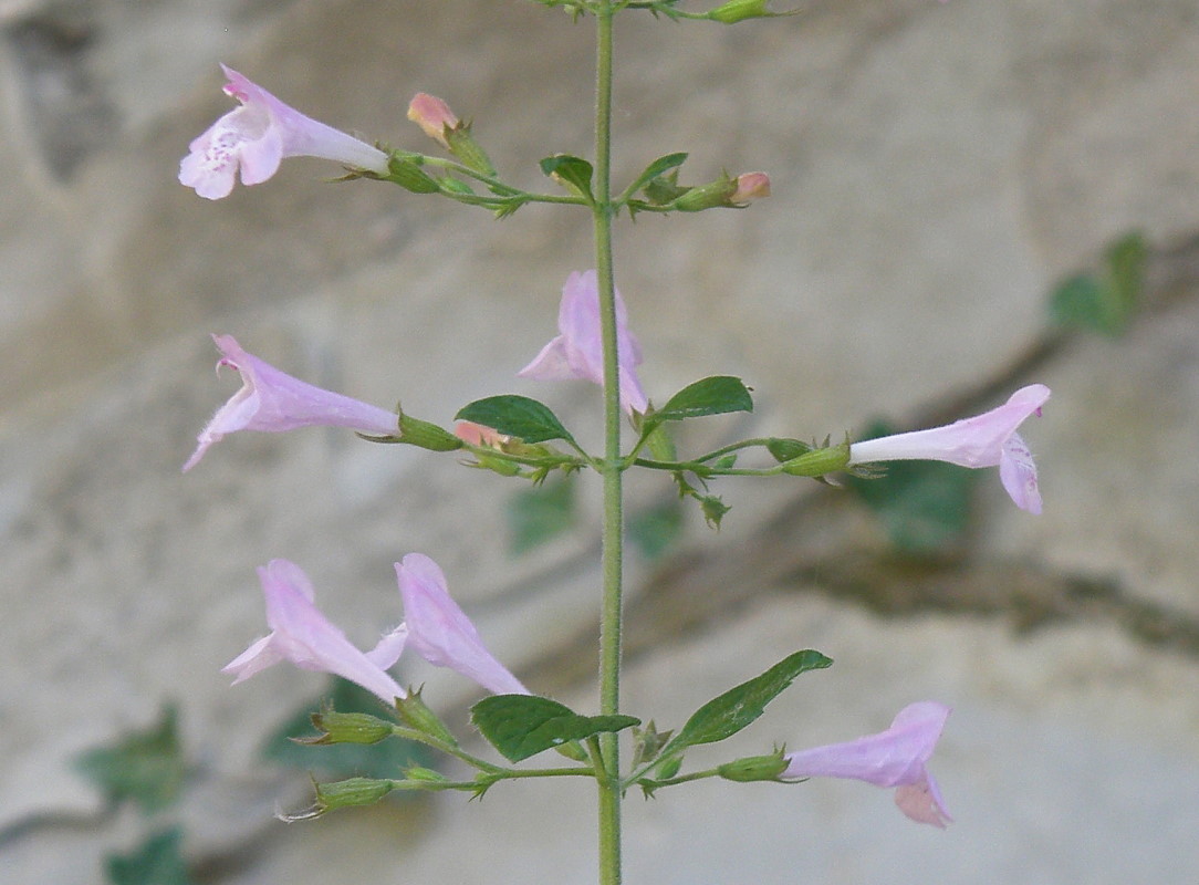 Изображение особи Clinopodium menthifolium.