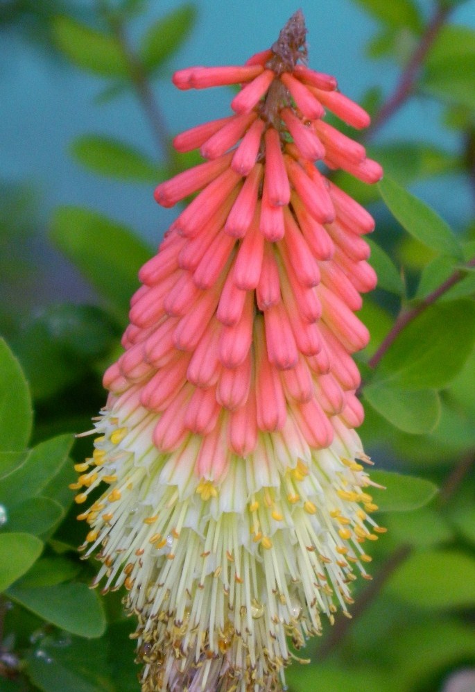 Image of Kniphofia uvaria specimen.