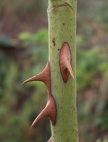 Image of Rosa tomentosa specimen.