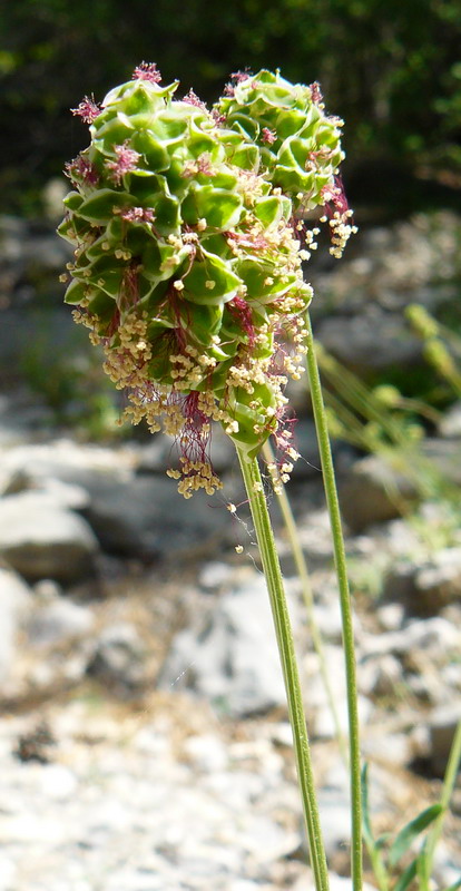 Image of Poterium polygamum specimen.