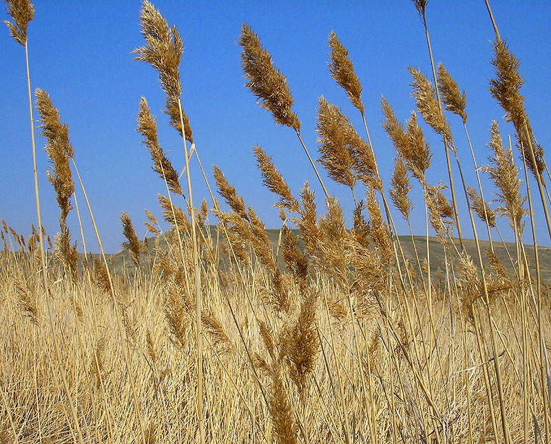 Изображение особи Phragmites australis.