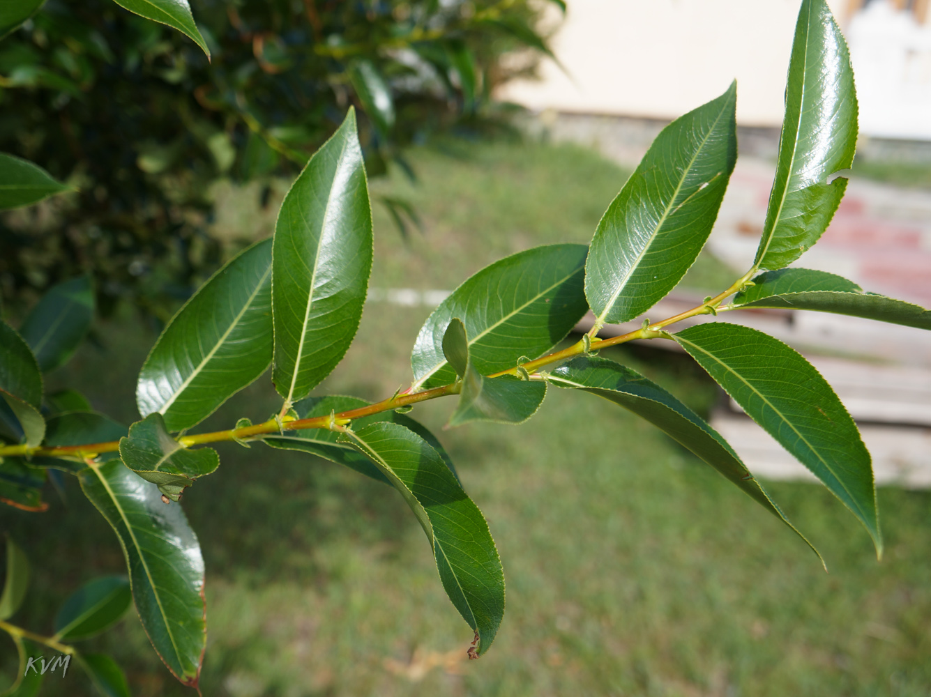 Image of genus Salix specimen.