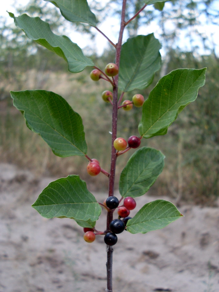 Image of Frangula alnus specimen.