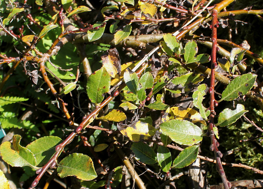 Image of Salix apoda specimen.