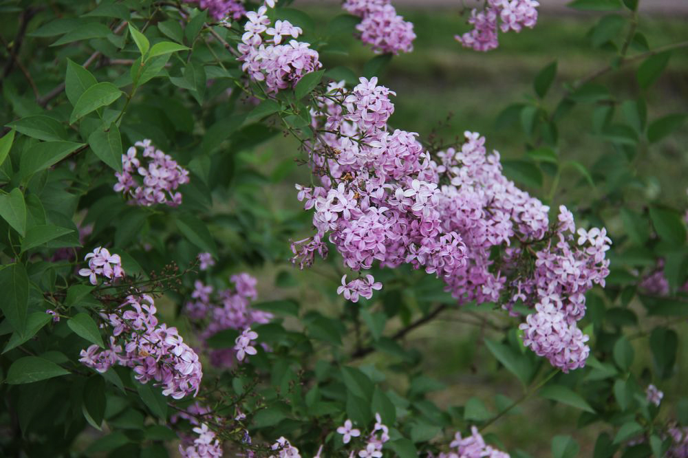 Изображение особи Syringa persica.