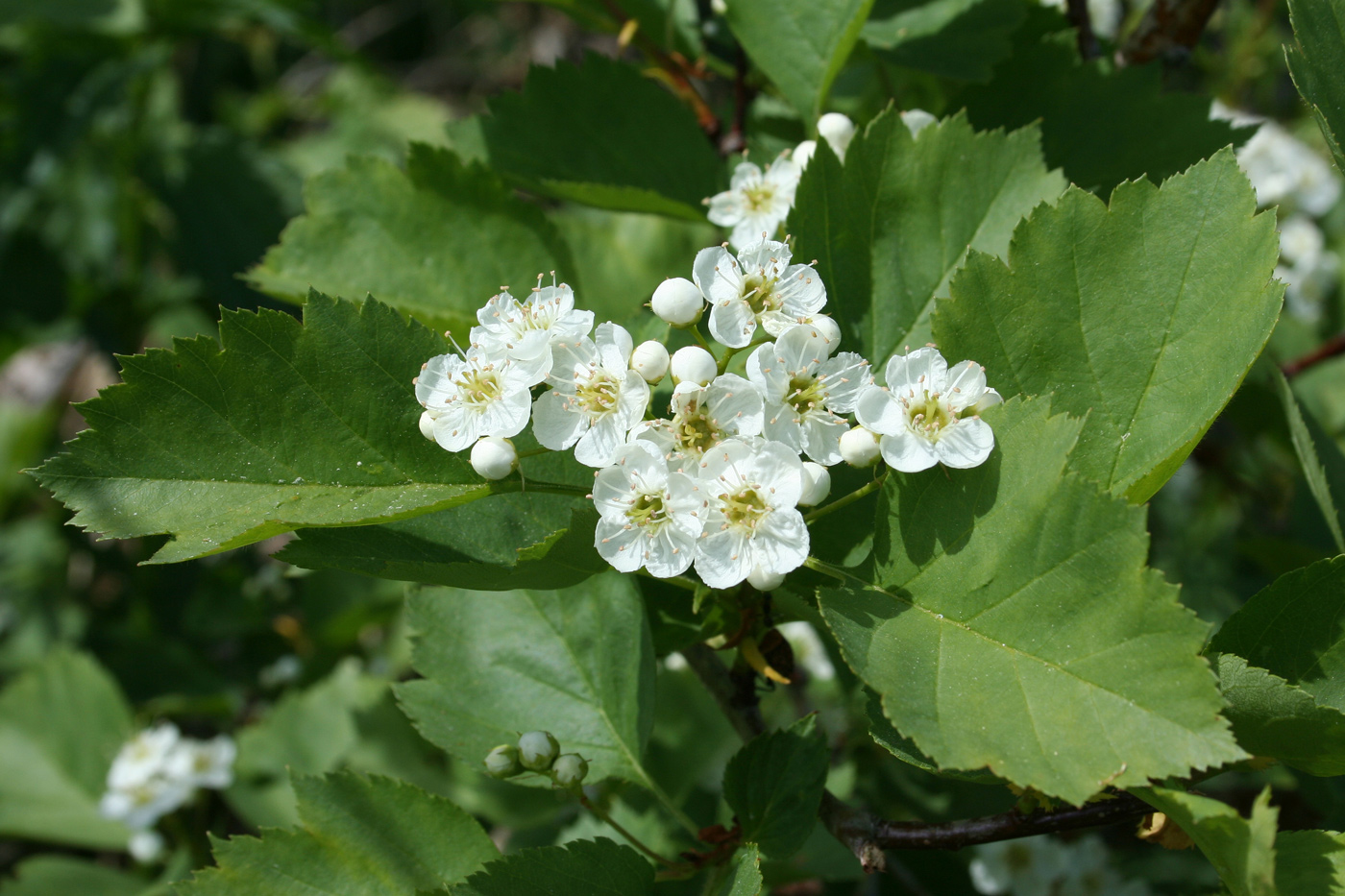 Image of Crataegus chlorocarpa specimen.