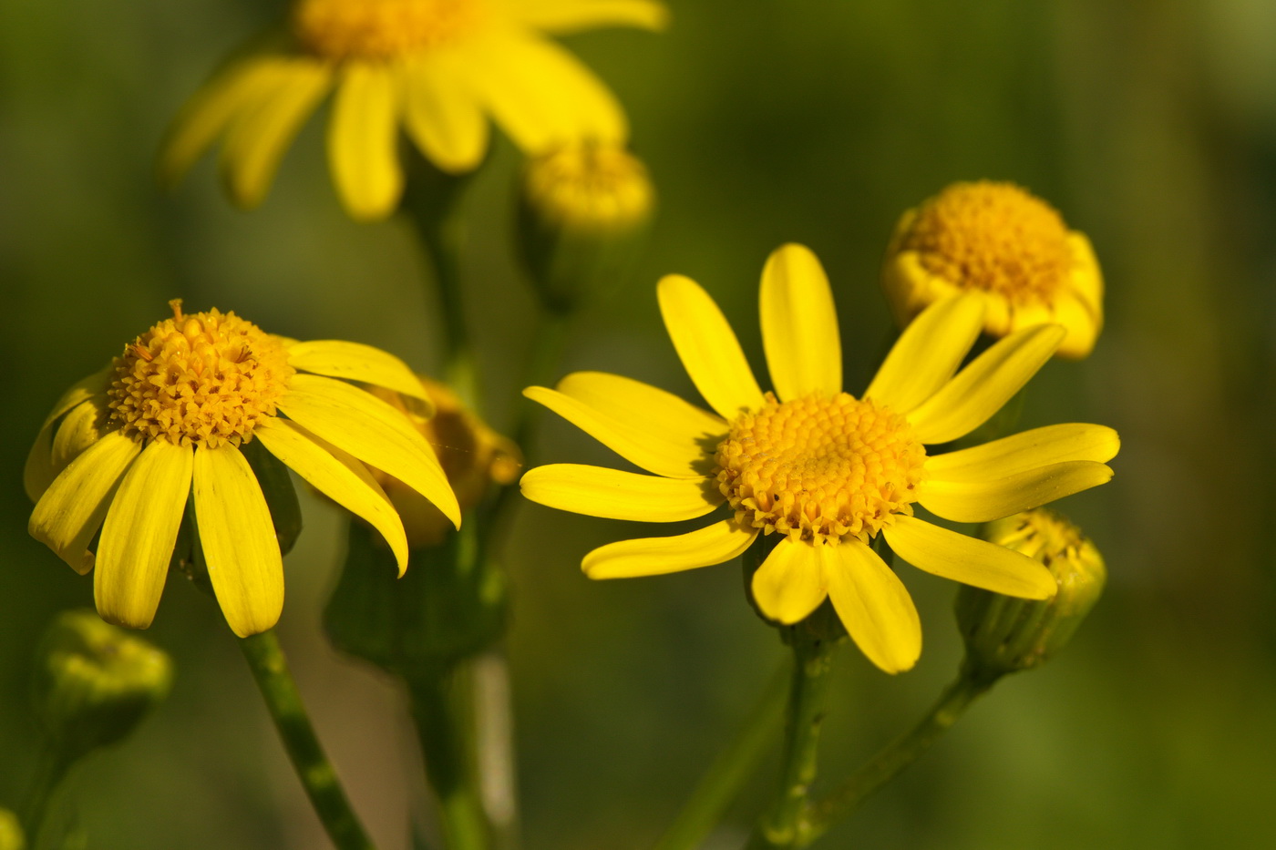 Изображение особи Senecio vernalis.