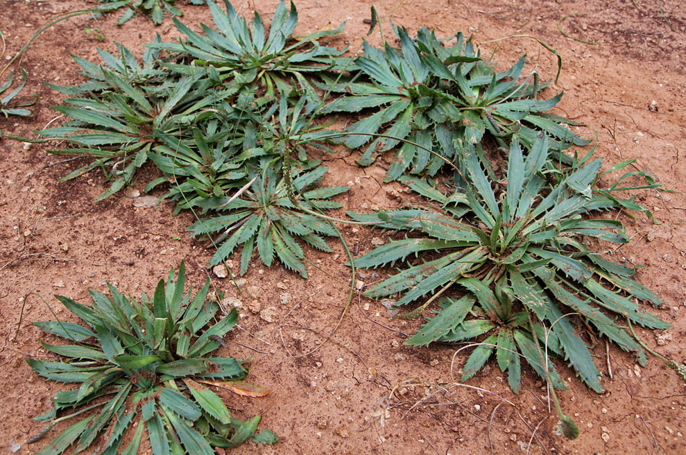 Image of Plantago serraria specimen.