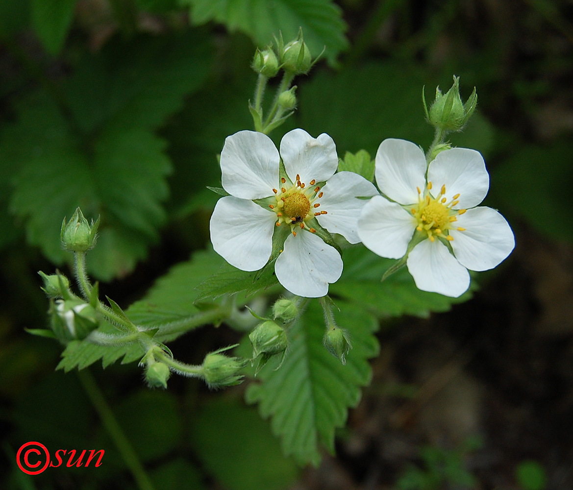 Image of Fragaria moschata specimen.