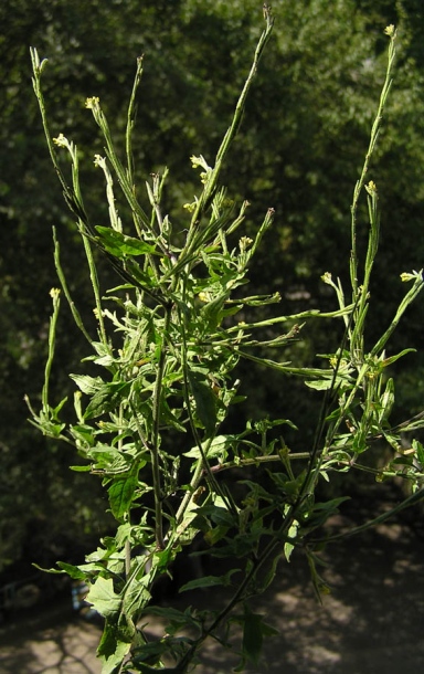 Image of Sisymbrium officinale specimen.