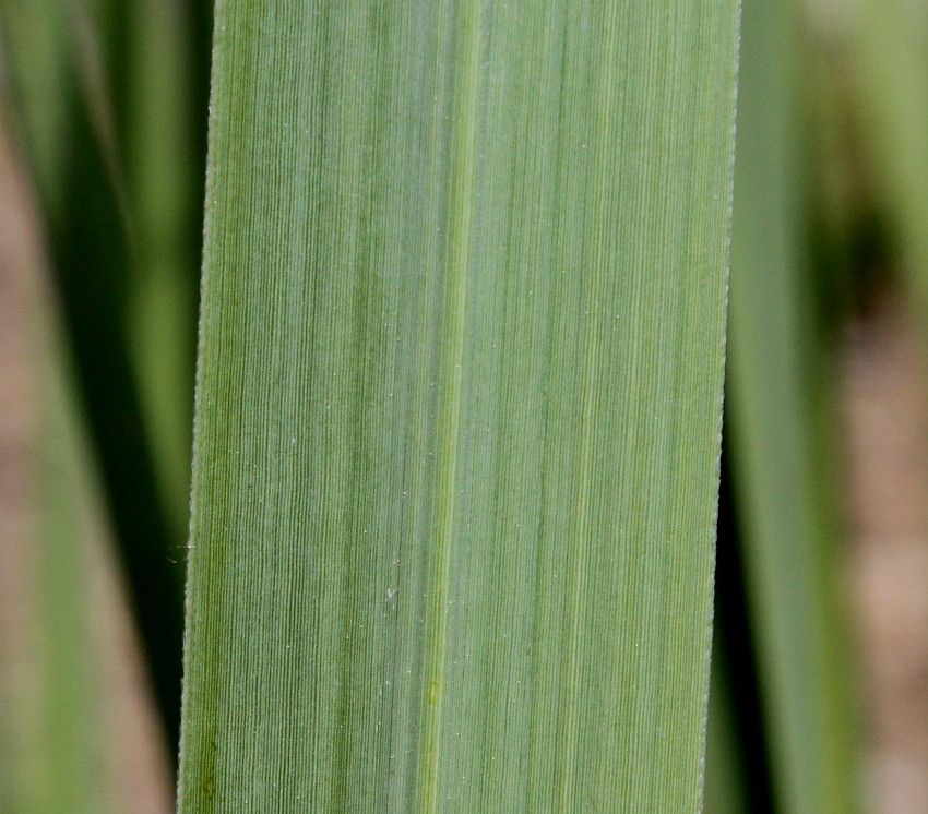 Image of Erianthus ravennae specimen.