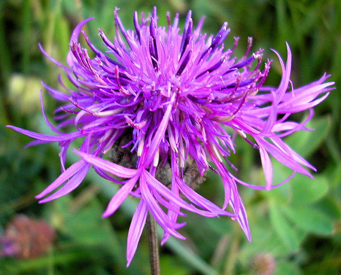 Image of Centaurea scabiosa specimen.